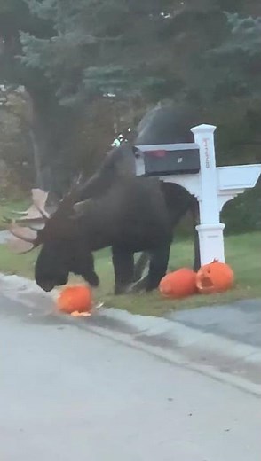 Moose Eats Halloween Pumpkin in Anchorage Neighborhood