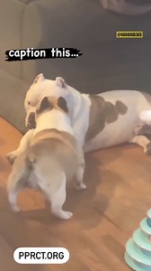 13K views · 245 reactions | Cats And Dog Act Crazy 藍 #funnycat #funnycats #catsoftiktok #cattok #catslovers #catlife #funnyanimals #petsoftiktok #fyp #foryou #catlogic #crazycat #hahahub365 #funnypets #hilarious #funny #funnydog #funnydogs #dogsoftiktok #dogtok #doglovers | ZoomieFun | Facebook