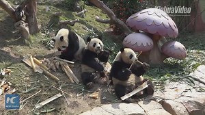 11K views · 818 reactions | The world's only surviving giant panda triplets welcome the Chinese New Year of the Dog at the Chimelong Safari Park in south China's Guangzhou. #pandamania | China Xinhua News | Facebook