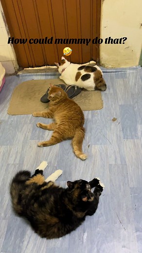 Cats Waiting Outside the Washroom: Adorable Moments