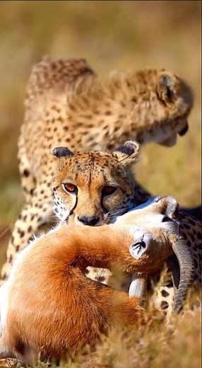 African animals in their natural habitat #wildlife#subscribe #shorts