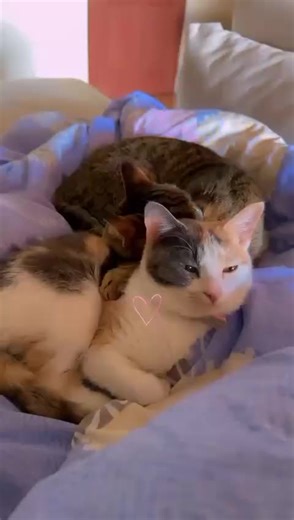 westlands paws veterinary clinic. Your pet’s of home of love. we are here for happy health paws. visit us today for specialized treatment and general checkup. #cats_of_world #catsvideo #dogoftheday #catlovers #veterinarylearning #Westlandspaws_vetclinic #LoveYourPets #WestlandsPawsVet #WestlandspawsVetClinic