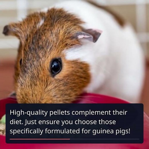 Essential Nutrition for Your Guinea Pig: What to Feed and How