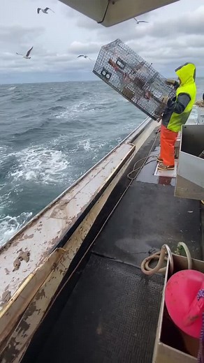 Maine Lobster Fishing: A Glimpse Into the Life of a Commercial Fisherman