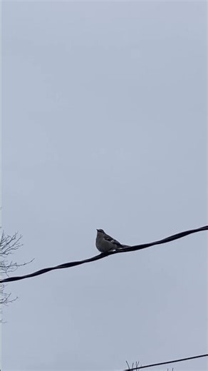 MOCKINGBIRD Eating & Pooping TAKING FLIGHT #nature #wildlife #birds #shortvideo #shorts #omg #wow