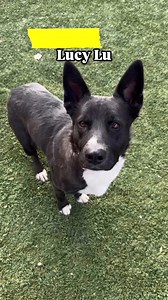 Meet lovely Lucy Lu #A5658494 she is listed as a 2 year old, 63 lb. Border Collie who was surrendered by her family on 10/19 💔Lucy Lu is scared at the loud shelter and is wondering what she is doing here! She was a little shy at first when taken out to the play yard but once she had some time to decompress she just wanted to be close and follow me around! She was assessed by the behavior team and gets along with calm dogs. She’s looking for a kind family that will show her all the reassurance a