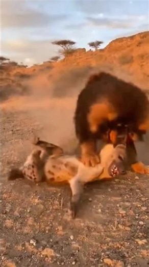 Ultimate Clash! Tibetan Mastiff vs. Hyena! 🐕🦁💥 - 전설의 대결! 티베탄 마스티프와 하이에나의 치열한 사투! 😱🔥