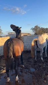 Reproducción equina caballos y yeguas pura raza española (1) | Africeleb