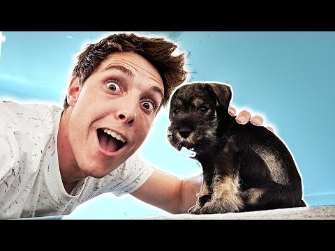 I GOT A NEW PUPPY!