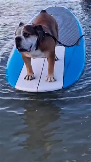 Giotto the skateboarding bulldog🛹 | Giotto’s new adventure:first encounter with a surf board!Big thanks to the family who let Giotto play with the board❤️Check out his... | Instagram