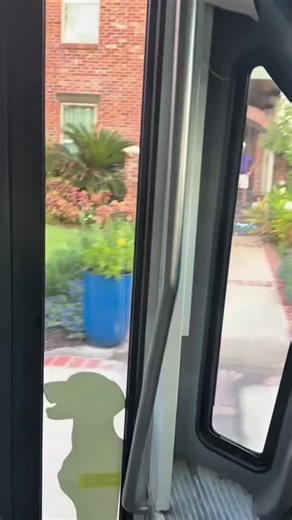 Excited Dogs Show Their Fun Side