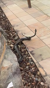 9.2K views · 119 reactions | Male combat Have a look at these two...