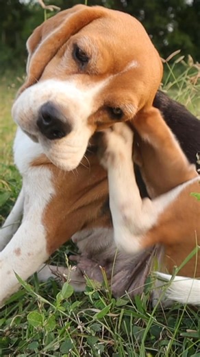 🐶 If your dog can't stop scratching, licking its paws, or shaking its head... you may be treating the wrong problem. 👀 The real cause may be deeper-and easier to fix than you think. 👉 Discover how to help your dog feel better quickly and effectively | VidgePets