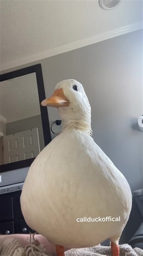 Duck Head Bobbing Fun Compilation