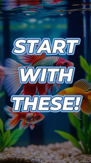 Top 3 Aquarium Fish for Beginners 🐟 | Easy Fish for New Aquarium Owners #shorts #fishfacts