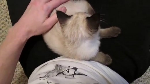 Siamese Kitten LOUDEST Purring