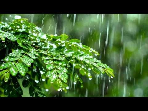 Heavy Rain Sounds on Green Leaves | Relaxing Nature White Noise for Deep Sleep & Study