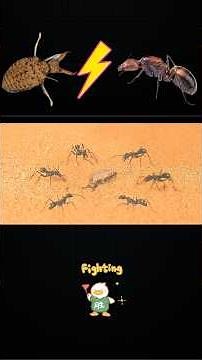 Can Ants Beat a Beetle in a Real Fight?