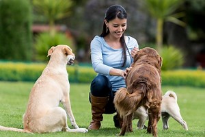 Site oferece hospedagem grátis para viajantes que cuidarem de pets