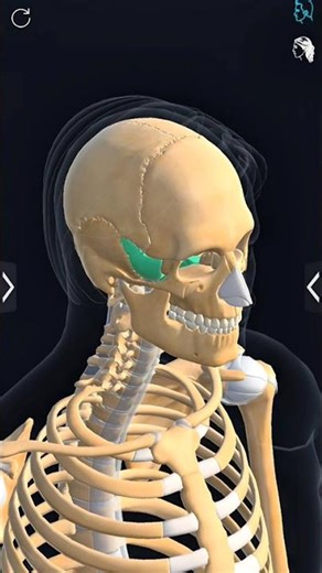 Anatomy or structure of human skull ☠️💀 name of skull #educational #anatomy #animatry #doctor #nurse