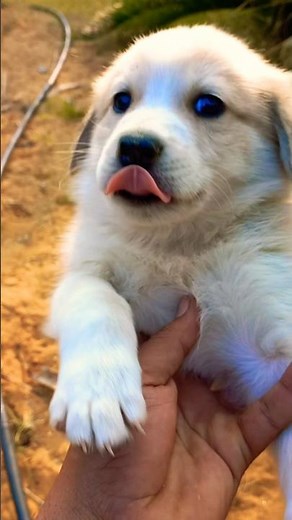 “Tiny Lab Mix Puppy = Big Cuteness Overload! 🤯🐾”