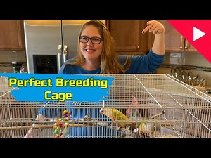 Beginner guide to Bird breeding cage