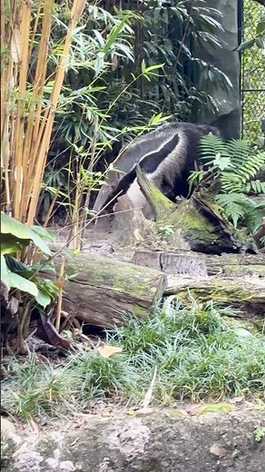 Anteater at Disney’s Animal Kingdom