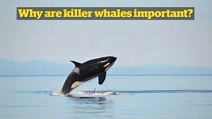Why are killer whales important?