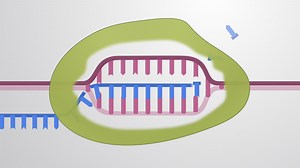 Vidéo: Transcription