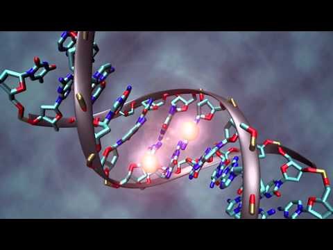 How and why life evolved from single cell organisms to multi cell organisms