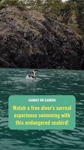 Check out this video of a free diver’s surreal experience swimming with a marbled murrelet – an endangered seabird that relies on old growth forests for nesting. Unsustainable logging is putting marbled murrelets at risk. Although they are protected under the federal Species at Risk Act (SARA), due to delays and a patchy framework, this law is not enough to protect beings like the marbled murrelet. We are calling on B.C. to enact legislation for the protection of biodiversity, co-developed with 
