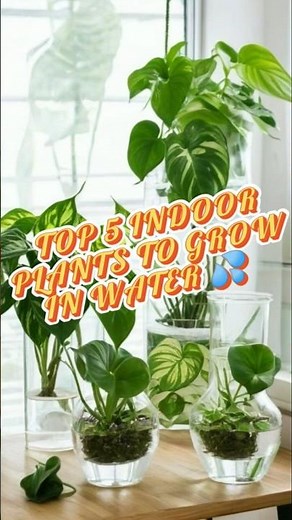 WATER LOVING Plants You Can Grow Indoors!