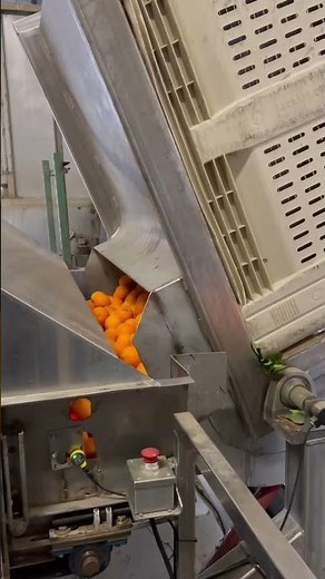 High-speed automatic in-line citrus 🍊 bin dump @packlinetech #agriculturetechnology