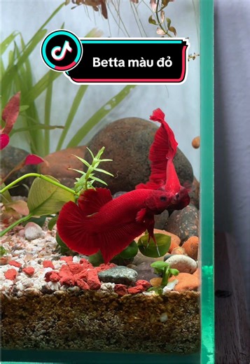 The Alluring Full Red Betta Fish Guide