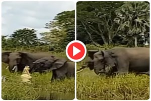 Viral Video: Alligator Attacks Baby Elephant, Watch How His Mother Rescues Him