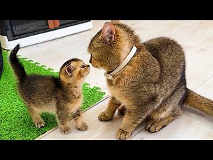 The kitten was so happy to see his mother that he even forgot about the rabbit