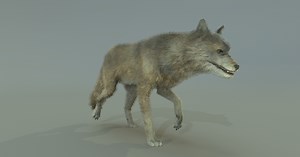 WOLF | Characters | Unity Asset Store