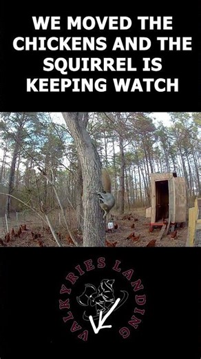 We moved the chickens and the squirrel is keeping watch