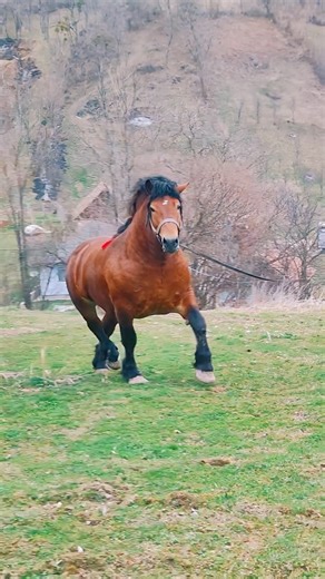 1.7M views · 289 reactions | What gives life to a creature of lore?...