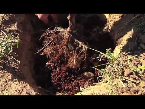 How To Plant a Bare Root Tree