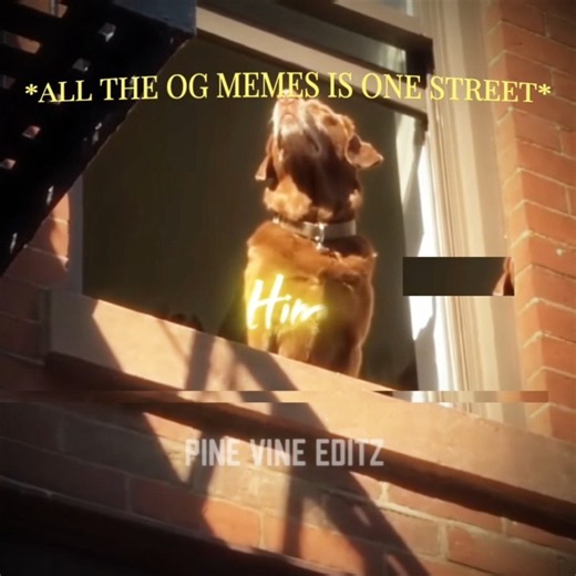 The OG memes...❤️‍🩹🥀