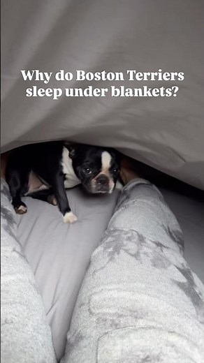 Why Boston Terriers Sleep Under Blankets