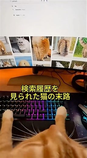 【現行犯】パソコンで怪しい画像を見ていた猫、飼い主に見つかり逃走
