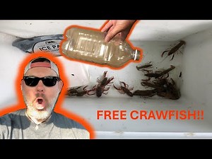 Homemade Crawfish Trap That Works Anywhere