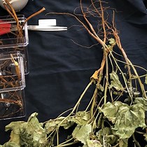 Vidéo: Estimation de la teneur en cellulose cristalline de la biomasse végétale à l’aide de la méthode Updegraff