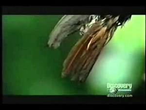 An Insect hunt and eating a Bird. Praying Mantis snatches Hummingbird, versus vs