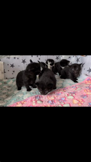 5.1K views · 110 reactions | Celine's babies are all on the move now, she's certainly got her paws full! | Archie's Cat & Kitten Rescue | Facebook