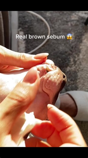 Remoção de Cravos em Gatos Sphynx