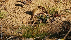 small inconspicuous mouse vole in the wildlife