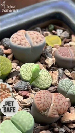 5 Succulents Most People Don’t Know
